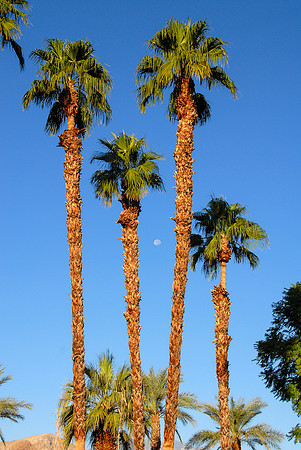 Landscapes