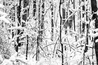 Landscapes