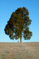 Landscapes