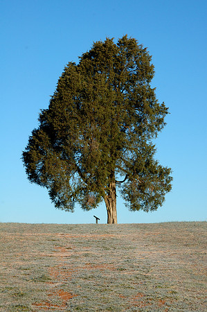 Landscapes
